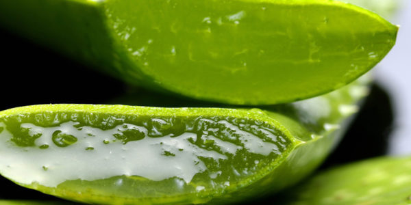 Zázračná aloe vera