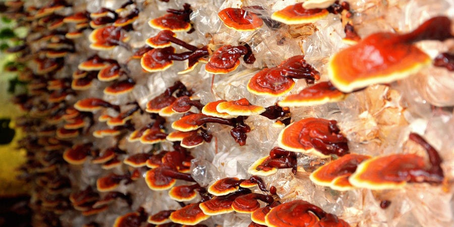 Houba reishi